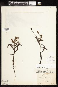 Potamogeton alpinus image