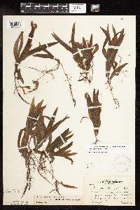 Potamogeton alpinus image