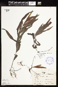 Potamogeton alpinus image