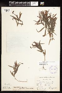 Potamogeton alpinus image