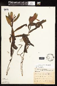 Potamogeton alpinus image