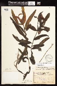 Potamogeton alpinus image