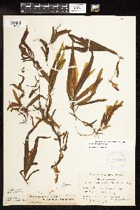 Potamogeton alpinus image