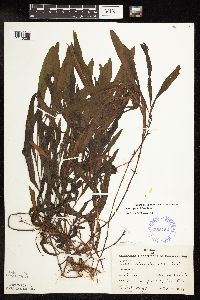 Potamogeton alpinus image