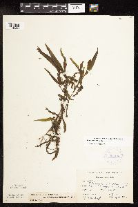 Potamogeton alpinus image