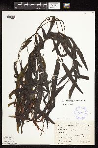 Potamogeton alpinus image