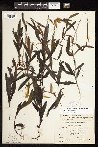 Potamogeton alpinus image