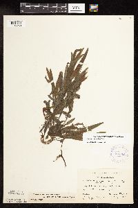 Potamogeton alpinus image