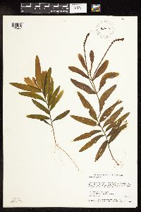 Potamogeton alpinus image