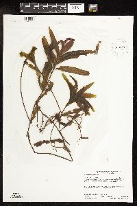 Potamogeton alpinus image