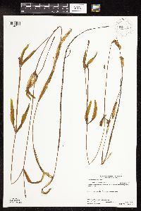 Potamogeton alpinus image