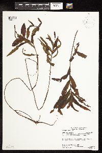 Potamogeton alpinus image