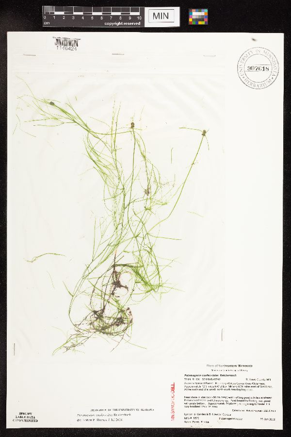 Potamogeton confervoides image