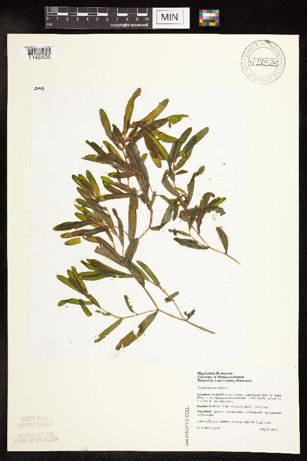 Potamogeton crispus image