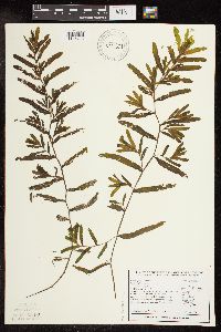 Potamogeton crispus image