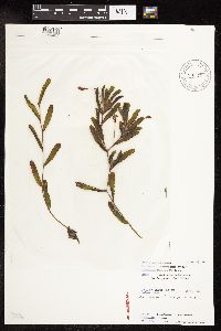 Potamogeton crispus image