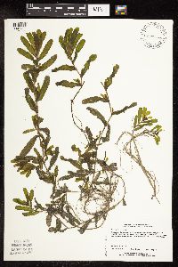 Potamogeton crispus image