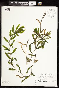 Potamogeton crispus image