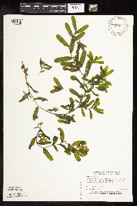 Potamogeton crispus image