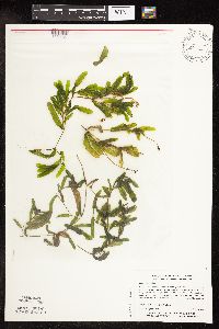 Potamogeton crispus image