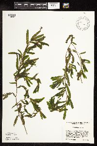 Potamogeton crispus image