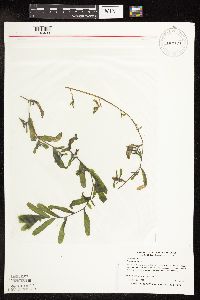 Potamogeton crispus image