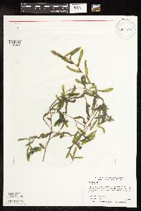 Potamogeton crispus image