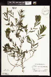 Potamogeton crispus image