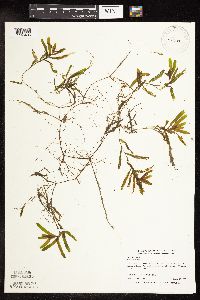 Potamogeton crispus image