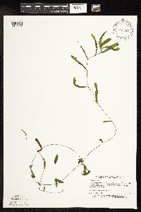 Potamogeton crispus image