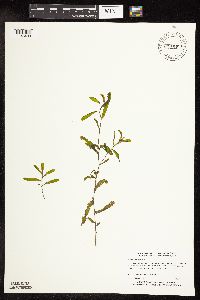 Potamogeton crispus image