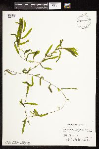 Potamogeton crispus image