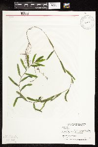 Potamogeton crispus image