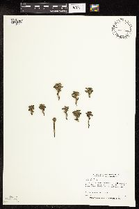 Potamogeton crispus image