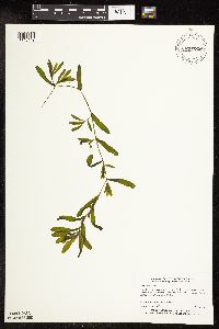 Potamogeton crispus image