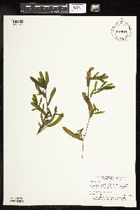 Potamogeton crispus image