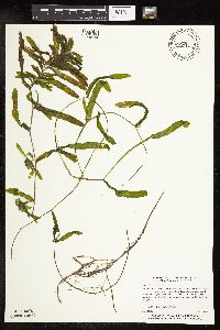 Potamogeton crispus image