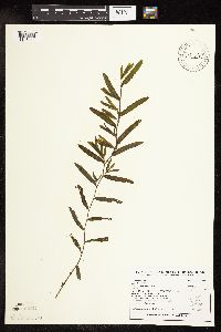 Potamogeton crispus image