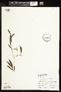 Potamogeton crispus image