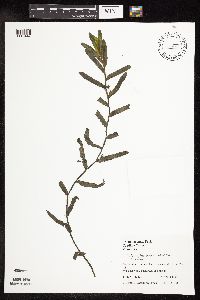 Potamogeton crispus image