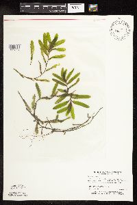 Potamogeton crispus image