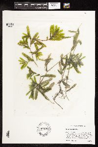 Potamogeton crispus image