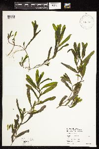 Potamogeton crispus image