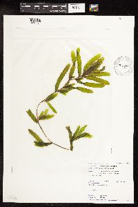 Potamogeton crispus image