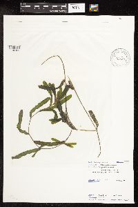 Potamogeton crispus image