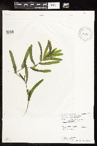 Potamogeton crispus image