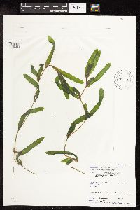 Potamogeton crispus image
