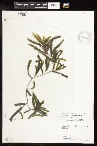 Potamogeton crispus image