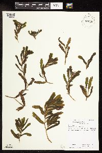 Potamogeton crispus image