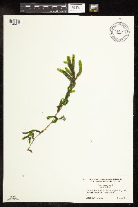 Potamogeton crispus image